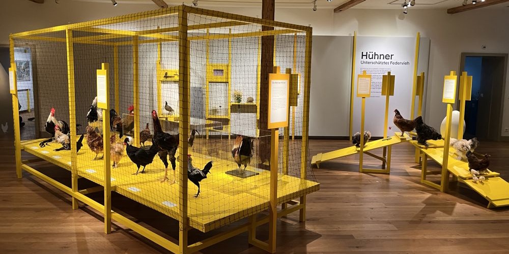 Blick in die neue Sonderausstellung «Hühner – unterschätztes Federvieh» im Naturmuseum Thurgau.
