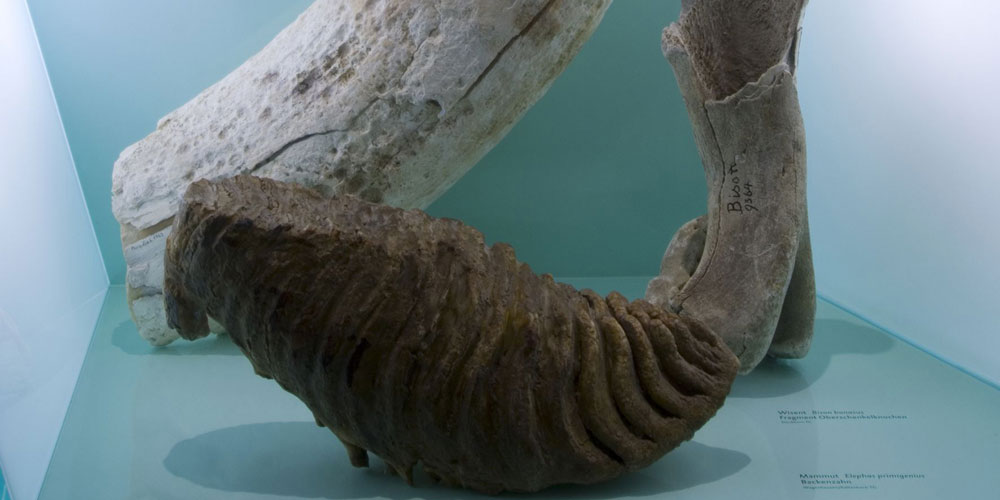 Ein ganz besonderes Museumsobjekt: Der Mammutstosszahn in der Dauerausstellung. Foto Archiv Naturmuseum