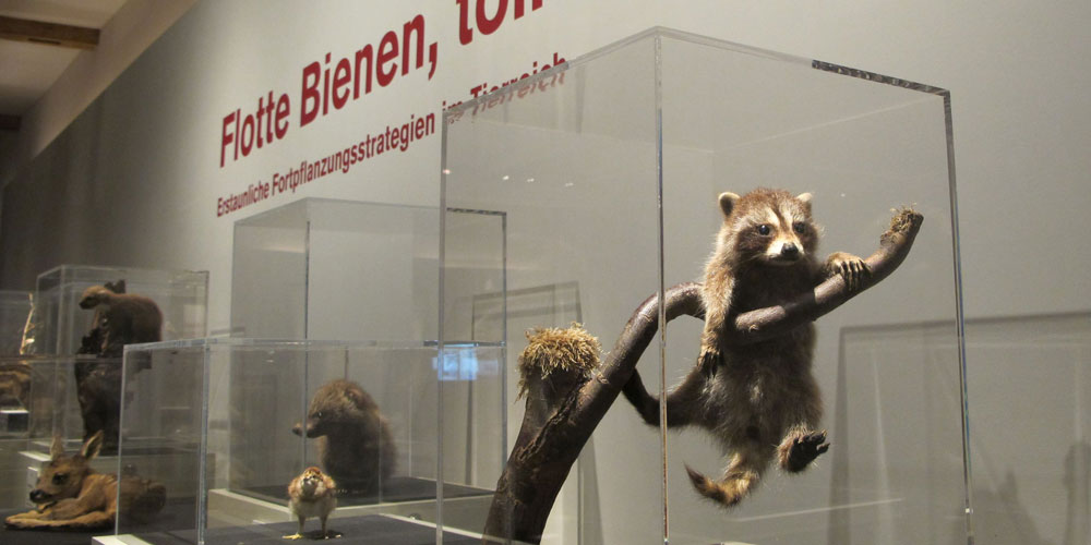 Tierknirpse im Naturmuseum / Foto: Eliane Huber
