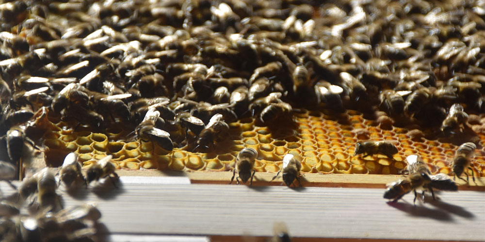 Honigbienen bei der Arbeit
