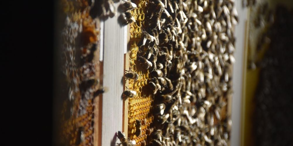 Die lebenden Bienen in der Ausstellung «Wunderwelt der Bienen». Foto Naturmuseum Thurgau