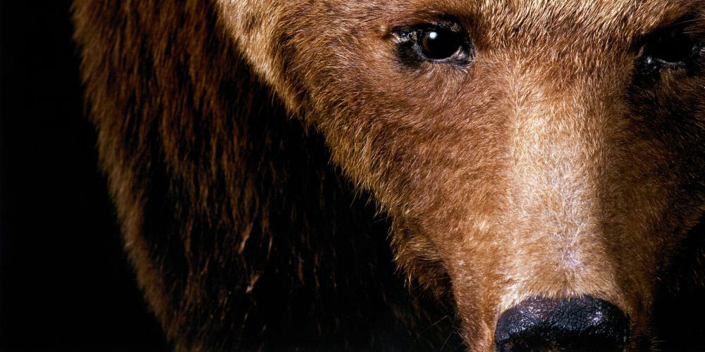 Warten auf kleine und grosse Besuchende: die Bären im Naturmuseum. Foto Daniel Steiner, Frauenfeld