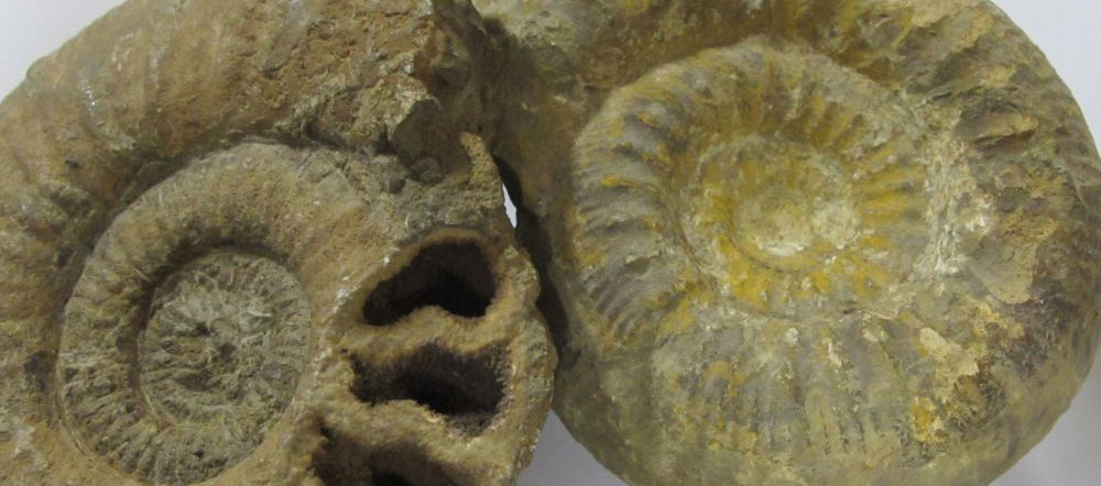 Fossiler Ammonit aus der Sammlung. Foto: Isabel Seier, Naturmuseum Thurgau