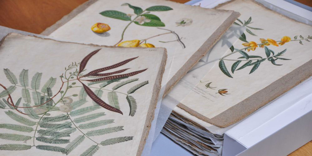 Rund 300 Jahre alt: Die Pflanzenbilder aus der Sammlung des Naturmuseums. Foto Eliane Huber