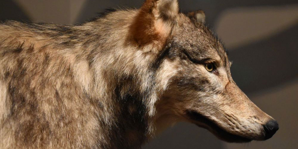 Der Wolf: Bekannt aus Märchen der Brüder Grimm. Foto Eliane Huber, Naturmuseum Thurgau