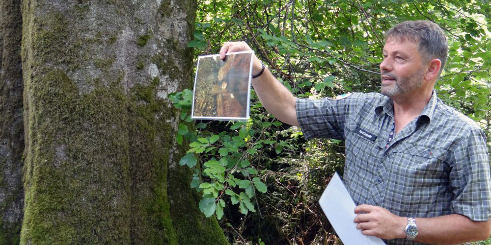 Ruedi Lengweiler vom Forstamt demonstrierte die vielen verschiedenen Kleinlebensräume, die ein grosser, alter Baum zahlreichen Tier- und Pflanzenarten bietet.