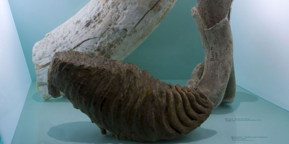 Ein ganz besonderes Museumsobjekt: Der Mammutstosszahn in der Dauerausstellung. Foto: Archiv Naturmuseum