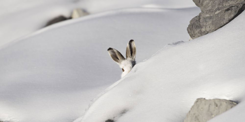 Schneehase in Winterlandschaft. Foto Marcel Castelli